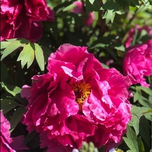 Meet your Posher, Amy